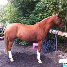 Anden særlig race maybe baby (låne pony)