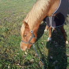 Anden særlig race maybe baby (låne pony)