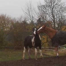 Irish Cob Fighter