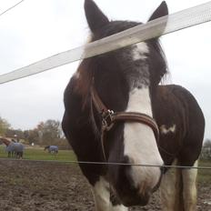 Irish Cob Fighter