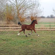 Welsh Cob (sec D) Pennal Lucky Brynle
