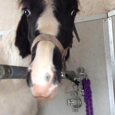 Anden særlig race penny <3