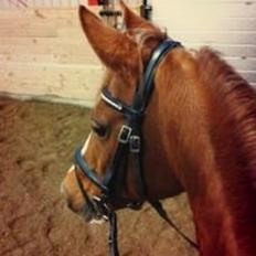 Hollandsk Sportspony Naomi R.I.P