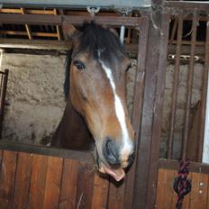 Hollandsk Varmblod Beauty Rose