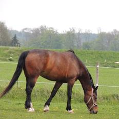 Hollandsk Varmblod Beauty Rose
