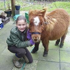 Miniature Milo "Elvis"