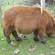 Miniature Milo "Elvis"