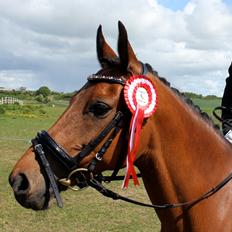 DSP Røgild's Selina B-pony