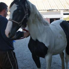 Anden særlig race Østerbroens Nova