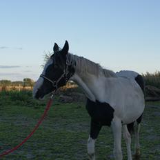 Anden særlig race Østerbroens Nova