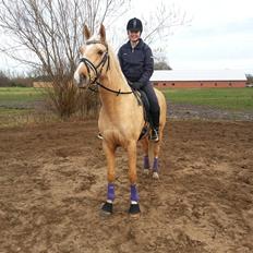 Palomino Heimdals amazing miracle