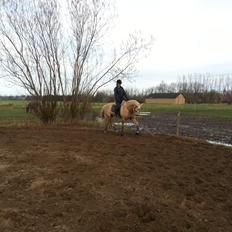 Palomino Heimdals amazing miracle