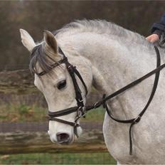 Arabisk fuldblod (OX) Chamsine - SOLGT -