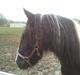 Irish Cob Fighter