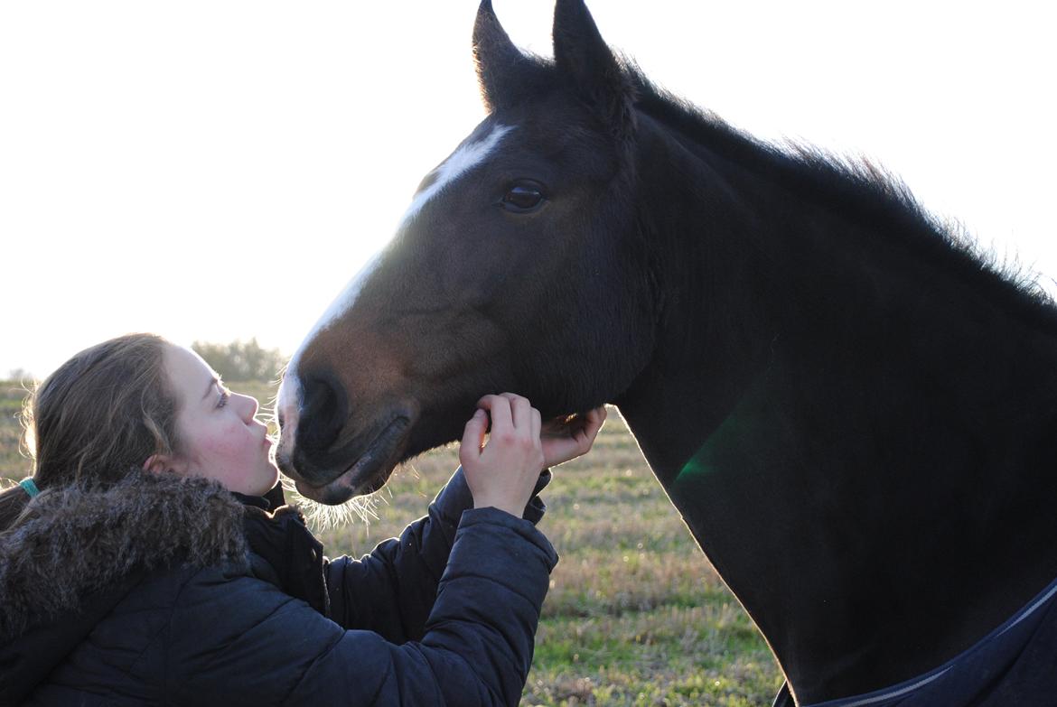 New Forest Equile's Maurita - Jeg elsker dig <3 billede 1