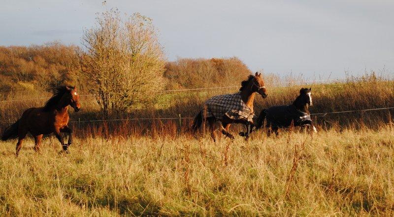 New Forest Equile's Maurita - Galop over marken med hendes dejlige veninder <3 billede 3