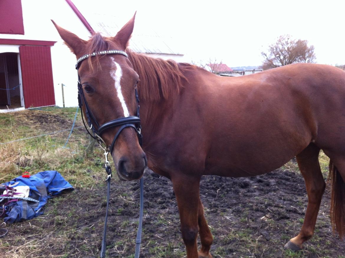 Dansk Varmblod Pilelundens Seven Star (Tidl. Hest) billede 15