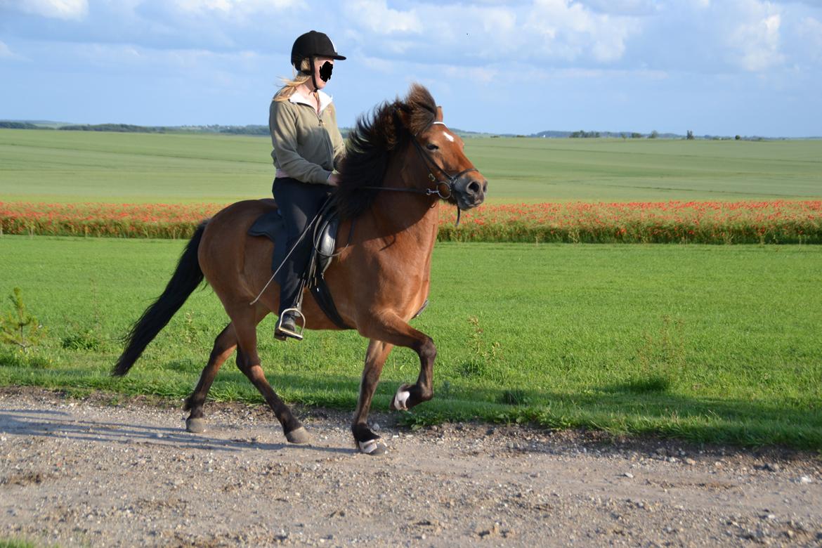 Islænder Kjarval fra Ryttergården2 billede 11