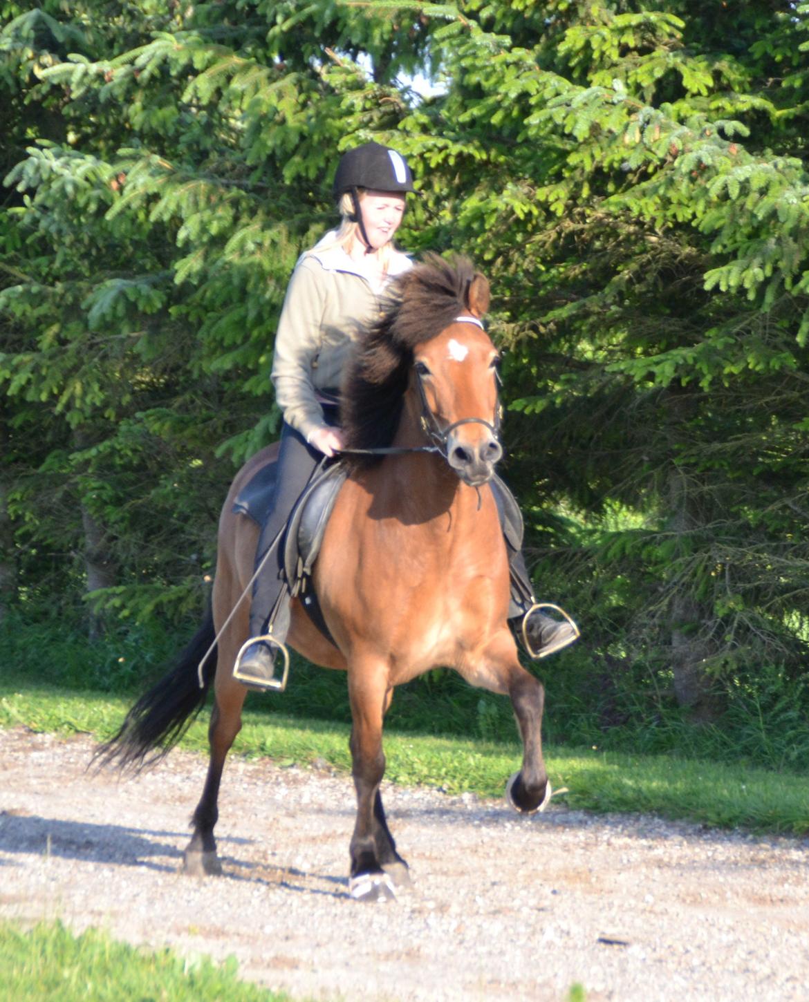 Islænder Kjarval fra Ryttergården2 billede 12