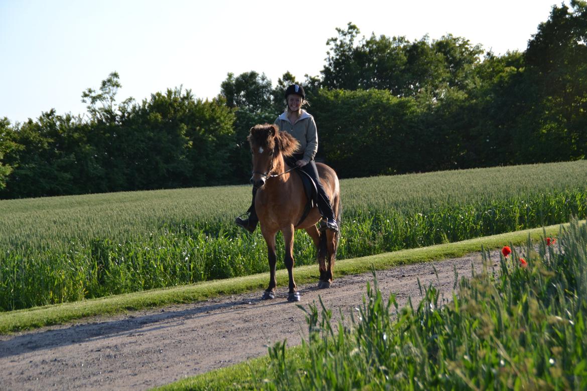 Islænder Kjarval fra Ryttergården2 billede 13