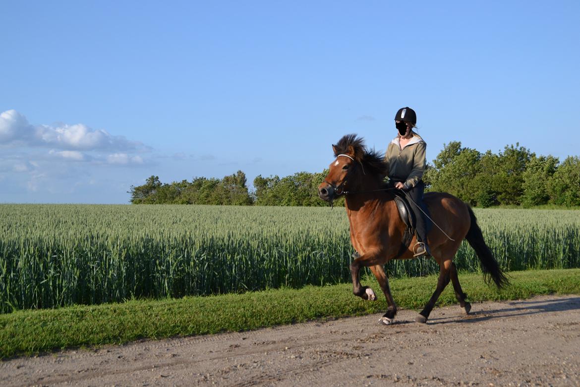 Islænder Kjarval fra Ryttergården2 billede 14