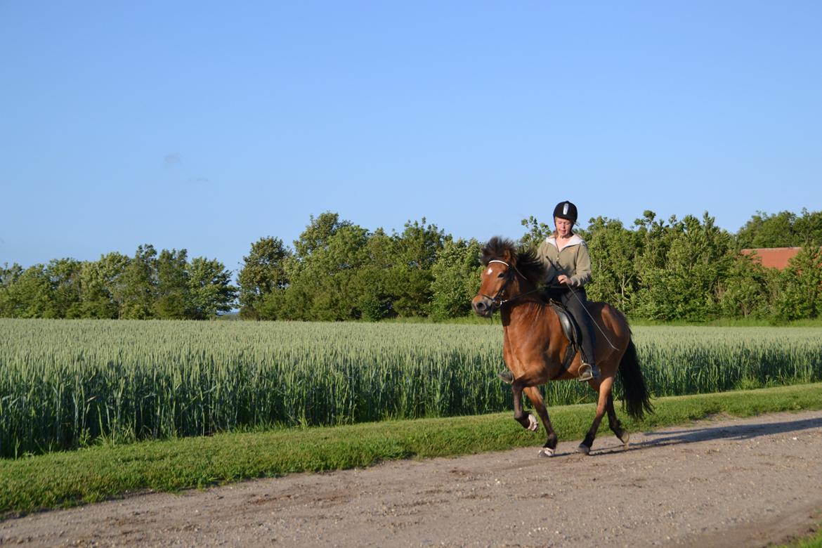 Islænder Kjarval fra Ryttergården2 billede 15