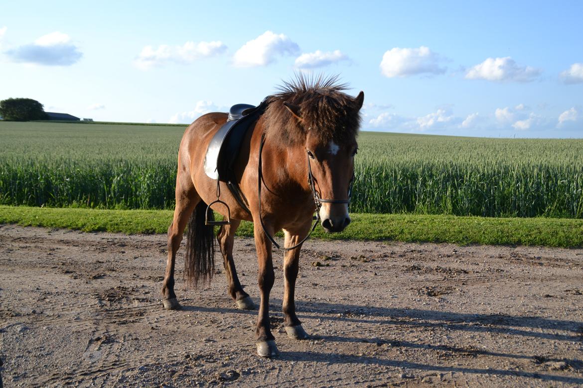 Islænder Kjarval fra Ryttergården2 billede 16