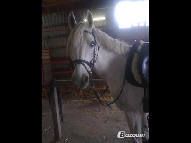 Shagya Araber (SH) Cheval - Velkommen til Cheval (SH)´s profil! smid en stemme!:)<3 billede 1