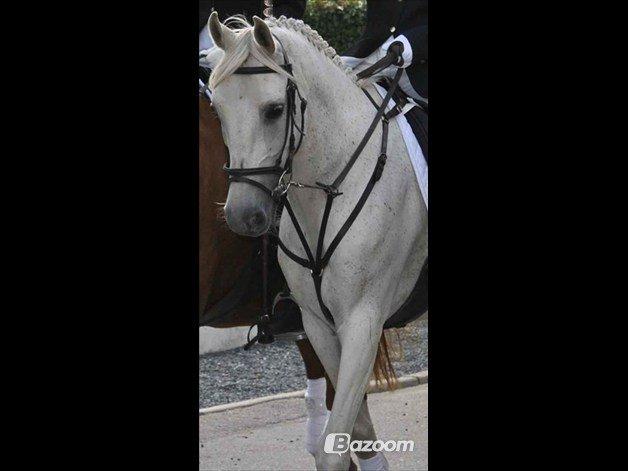 Shagya Araber (SH) Cheval - Ringridning, forrest og i midten med flag :) billede 2