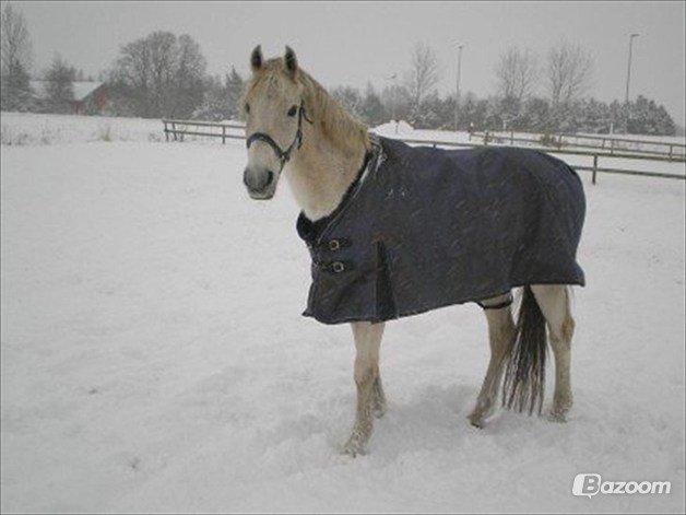 Shagya Araber (SH) Cheval - Billede fra ejeren(-: billede 3
