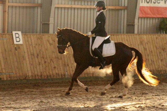 Welsh Partbred (Sec F) De Wijk's Aislin B PONY - Stævne i Sundeved.
-B pony første hug med 67,6% <3 billede 11