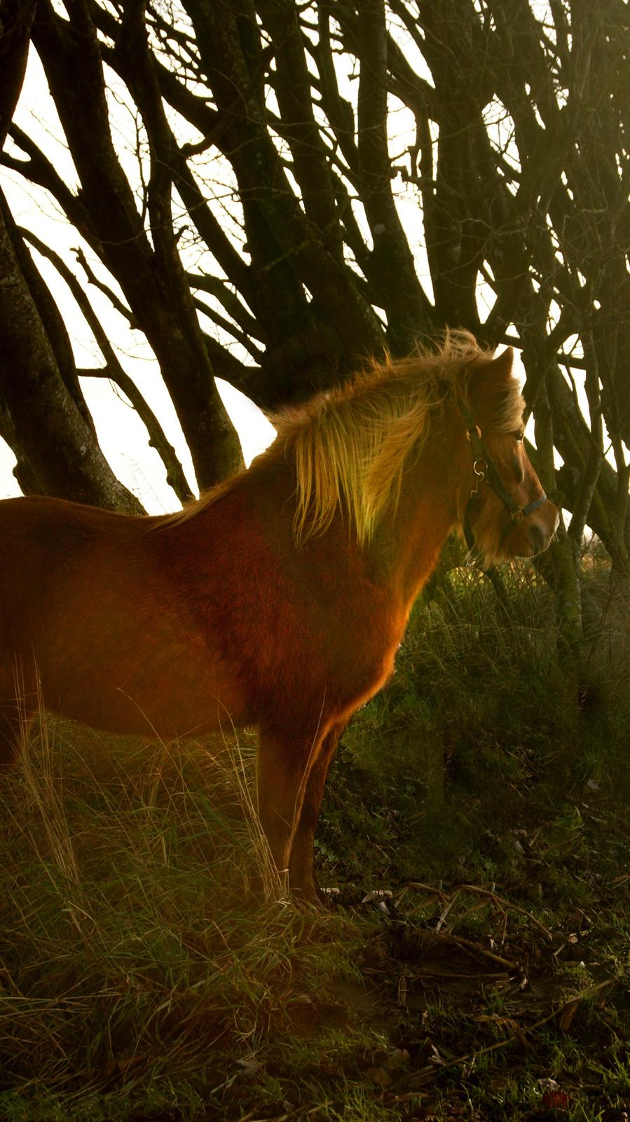 Islænder Roka billede 1