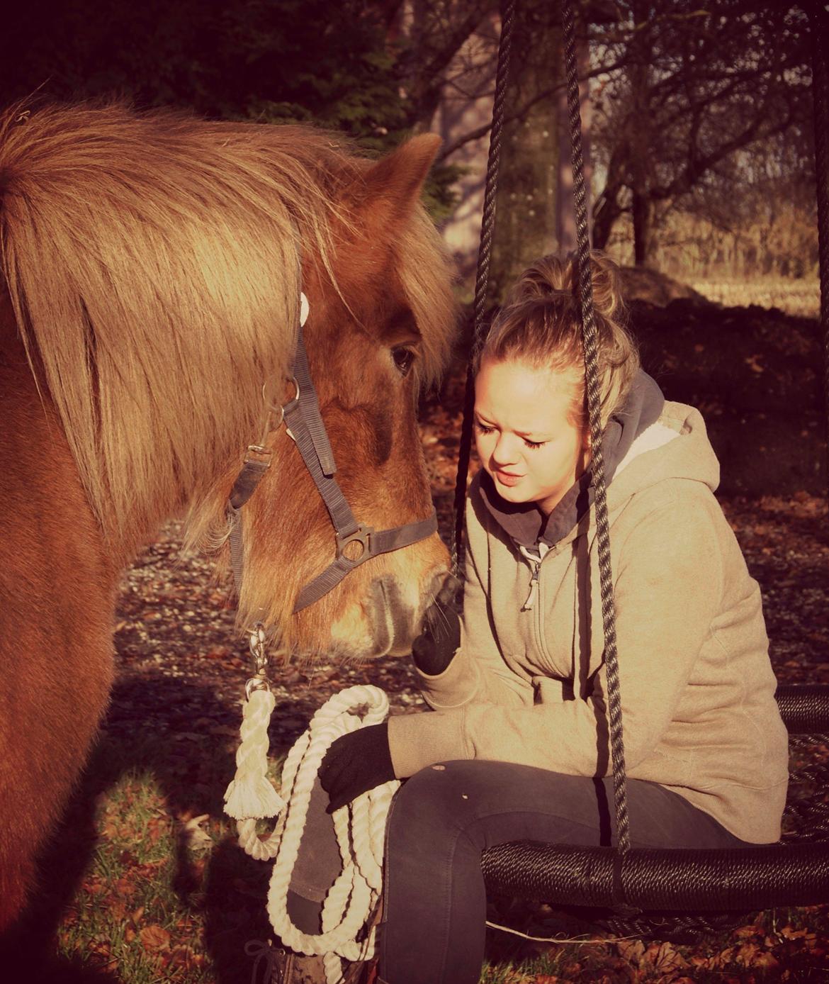 Islænder Roka billede 11