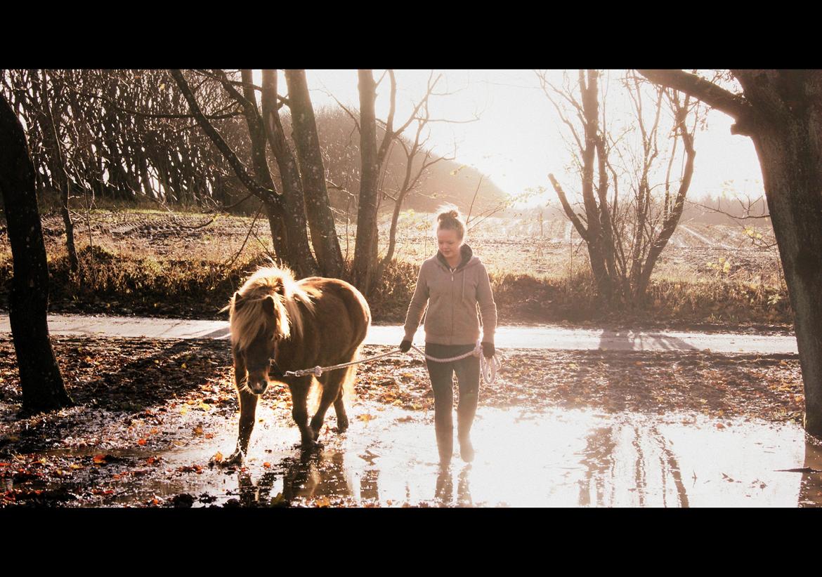 Islænder Roka billede 2