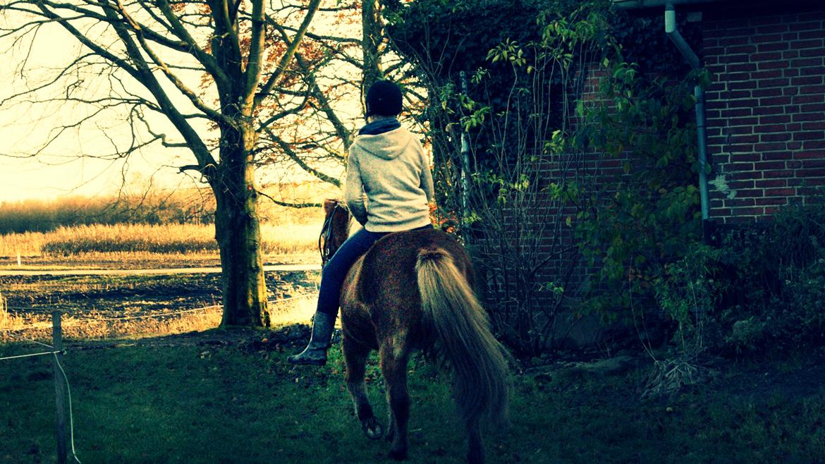 Islænder Roka billede 10