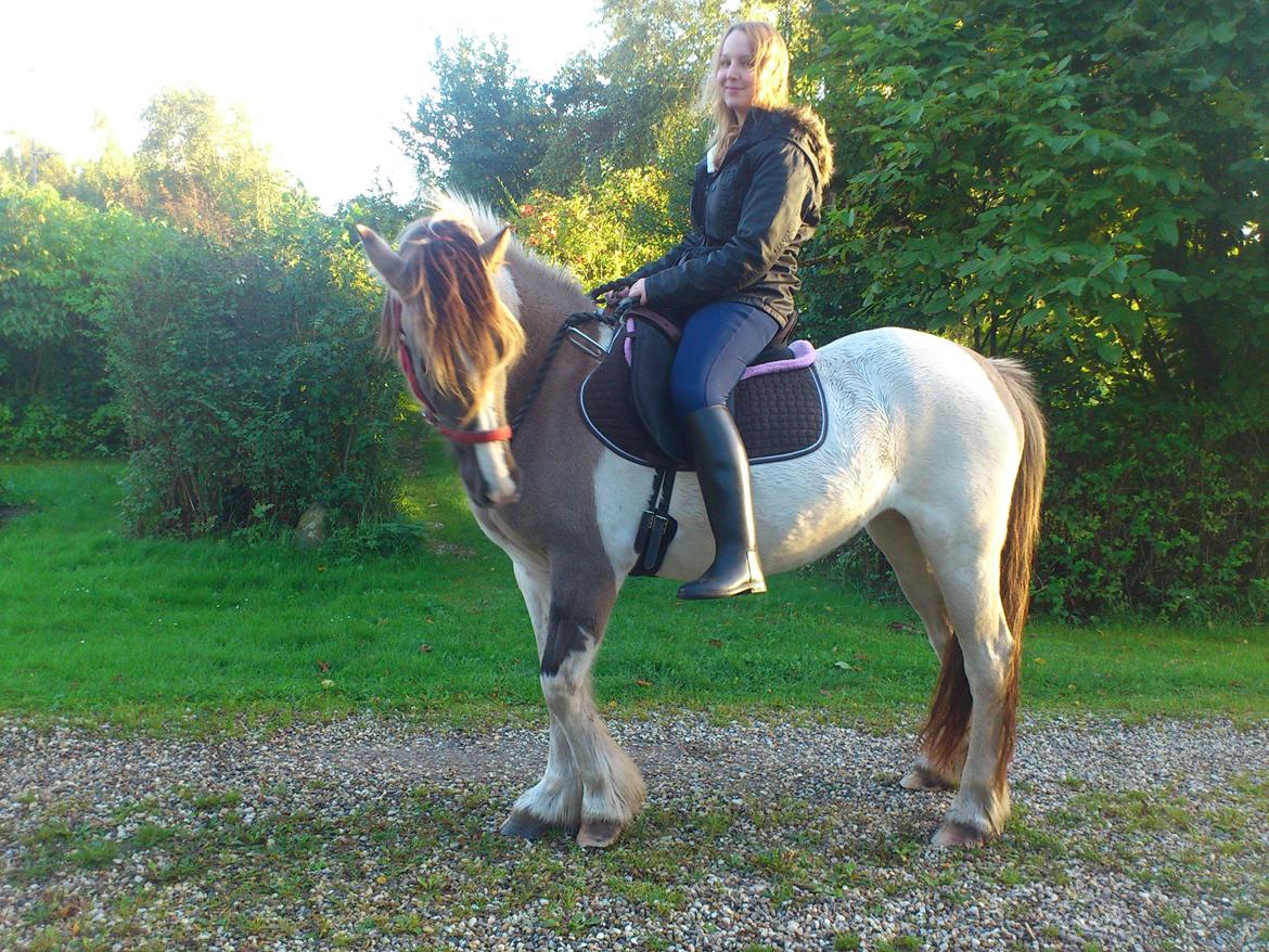 Irish Cob Crossbreed Filina (Fifle) - Uden hjelm jeg ved det -_-' billede 11