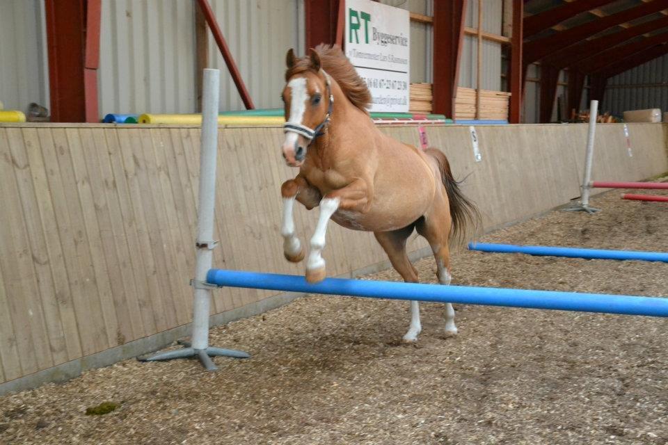 DSP Wissinggaards Dornik Special<3 - Springer nogle gange med stor lyst!:-D<3
FOTO:Mig billede 19