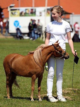 Amerikansk Miniature Rio Red Headliners Lady in Red billede 2