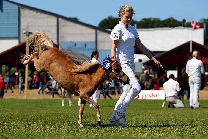 Amerikansk Miniature Rio Red Headliners Lady in Red billede 4