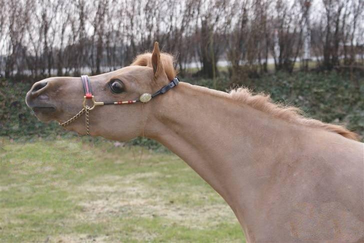 Amerikansk Miniature Rio Red Headliners Lady in Red billede 6