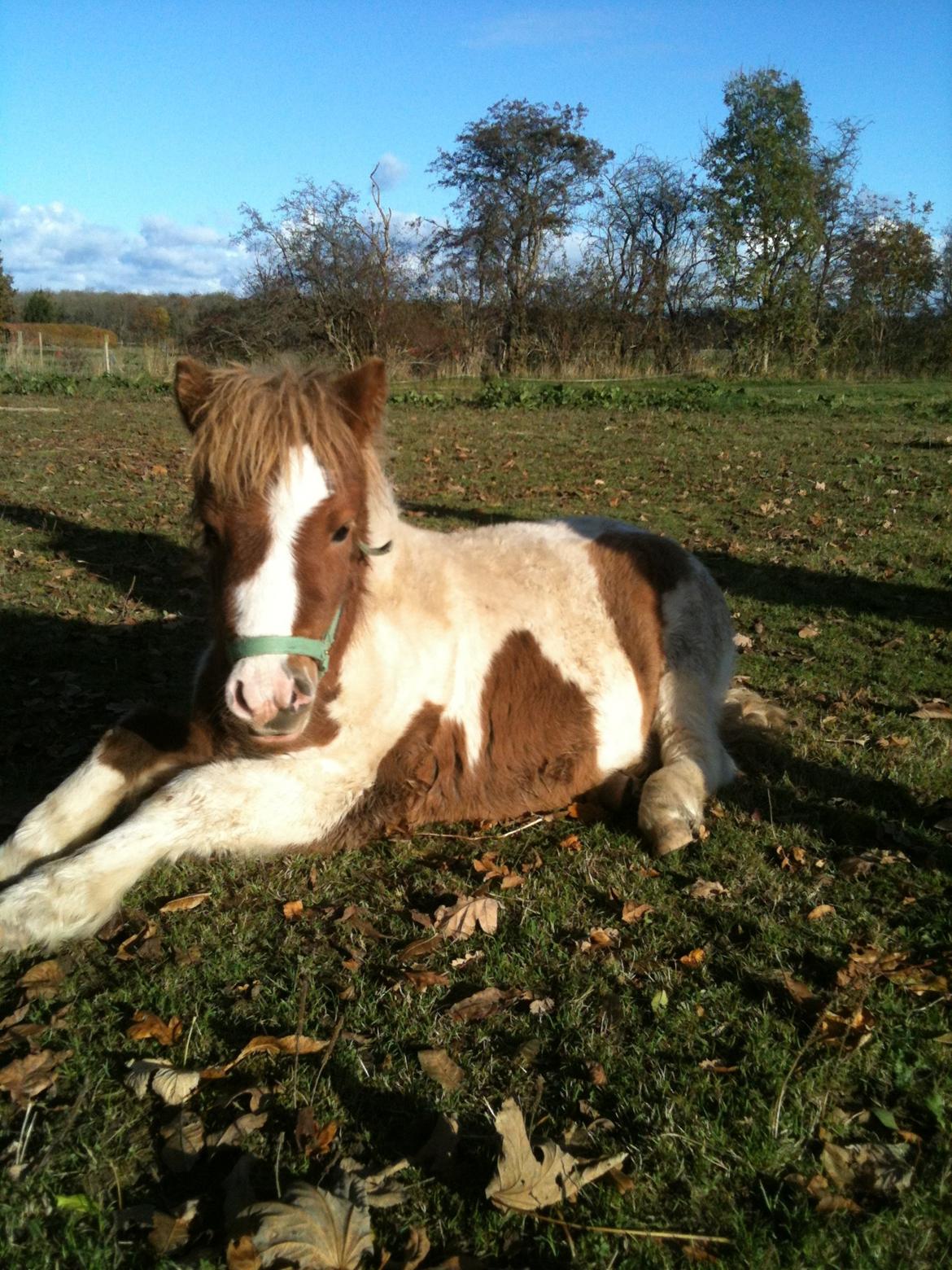 Shetlænder Choco<3 - Efterår/vinter 2012 billede 16