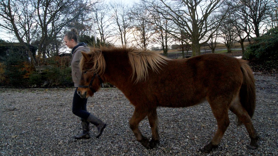 Islænder Roka billede 15