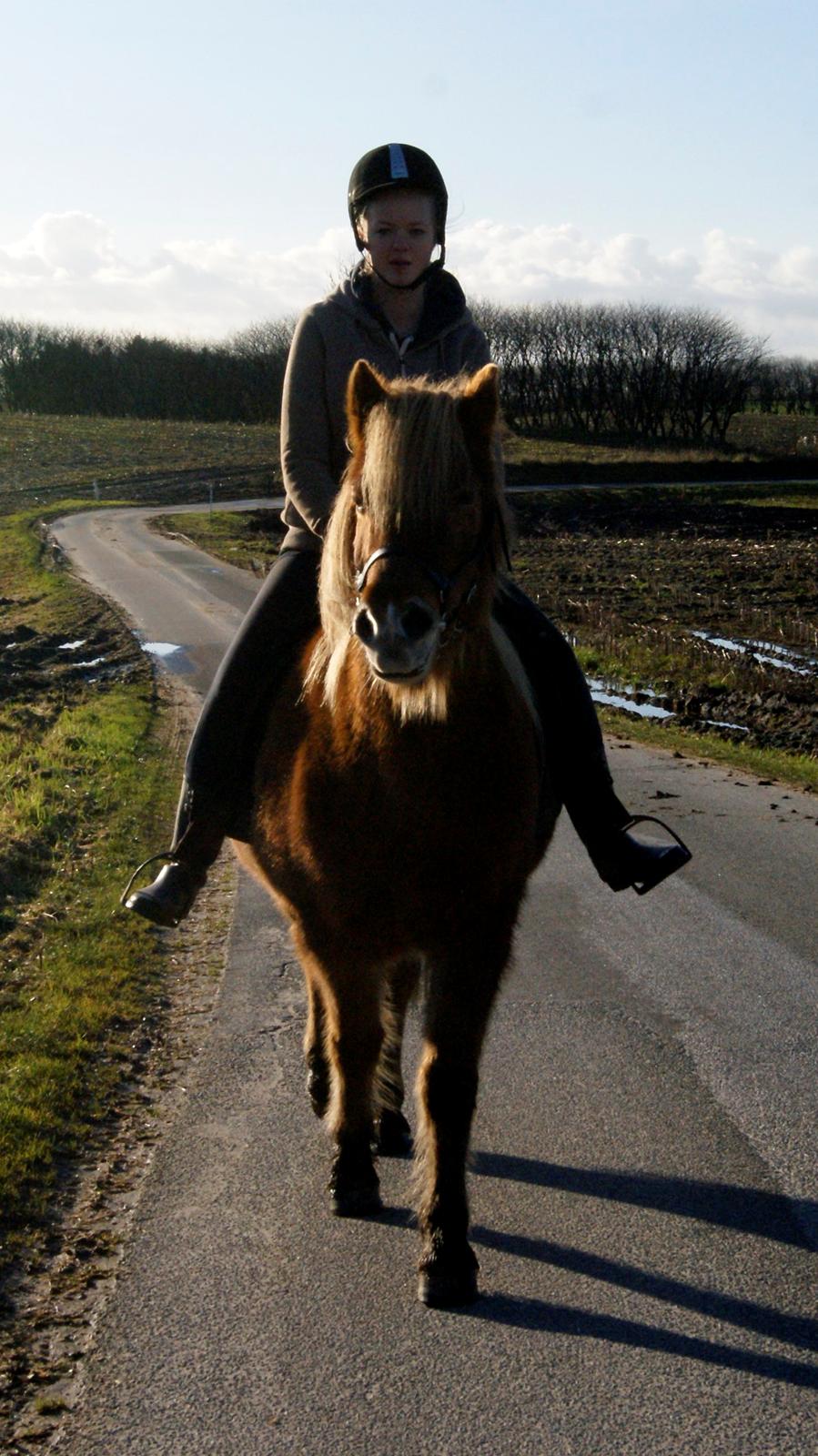 Islænder Roka billede 16