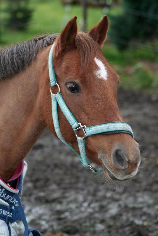 Tysk Sportspony Stella Luna - Foto: Tine Clausen billede 12