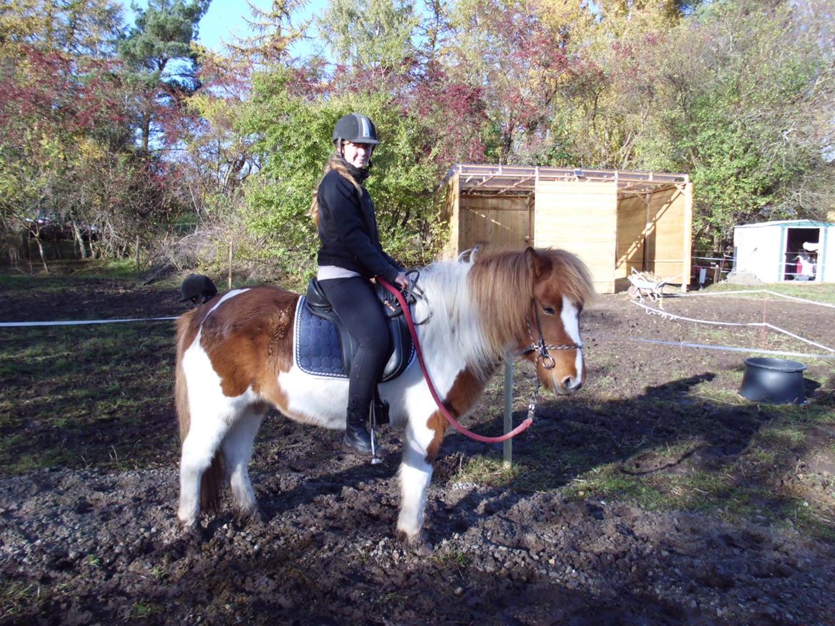 Islænder Depla fra såbyhøj billede 16