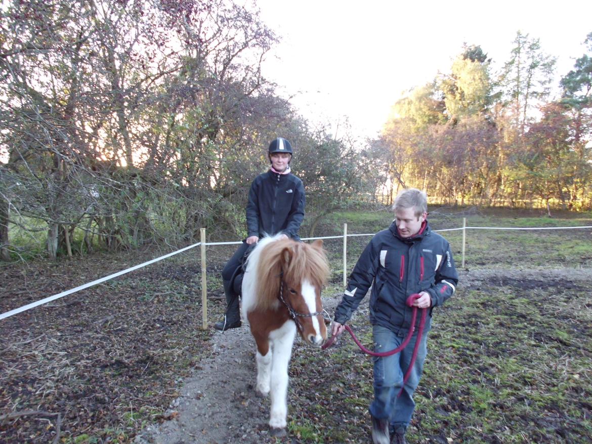 Islænder Depla fra såbyhøj billede 17