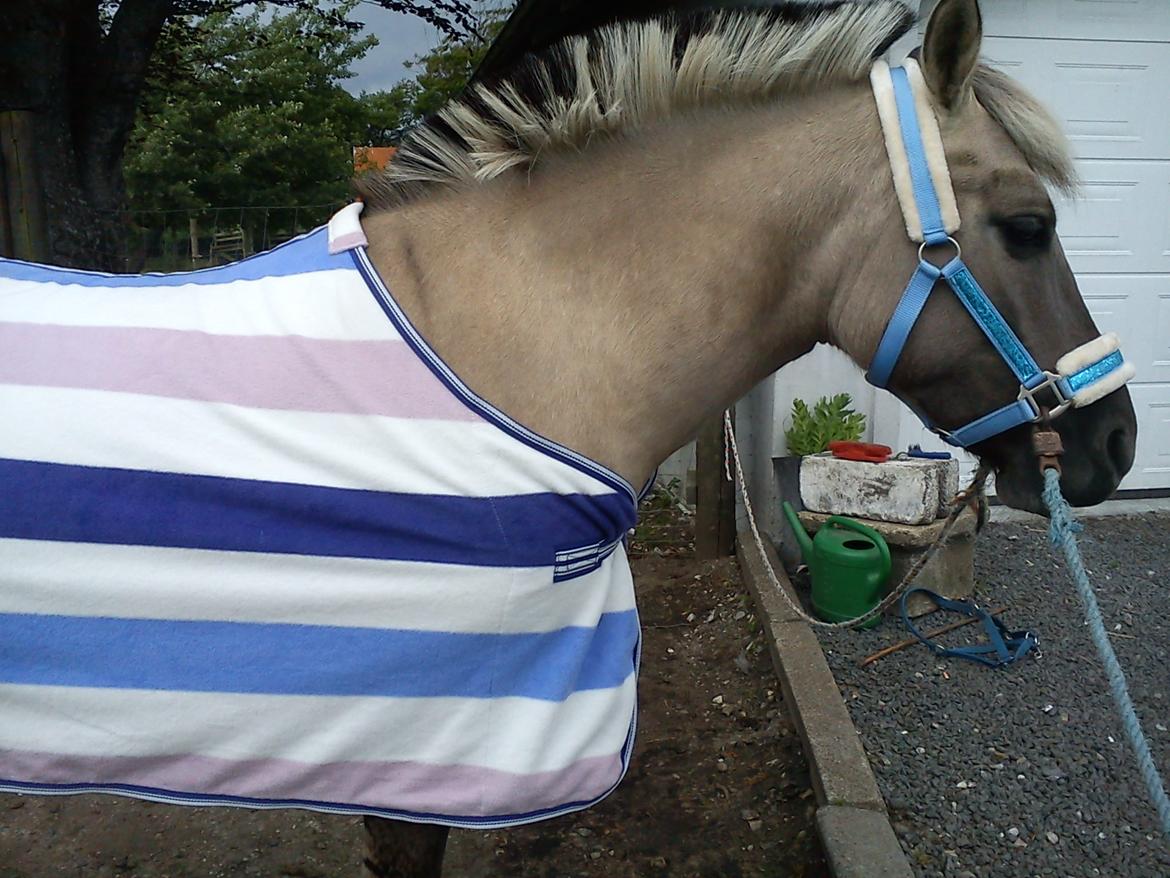 Anden særlig race Blakken - ''Det smukkeste i verden kan ikke ses med øjnene, det skal føles med hjertet" billede 3