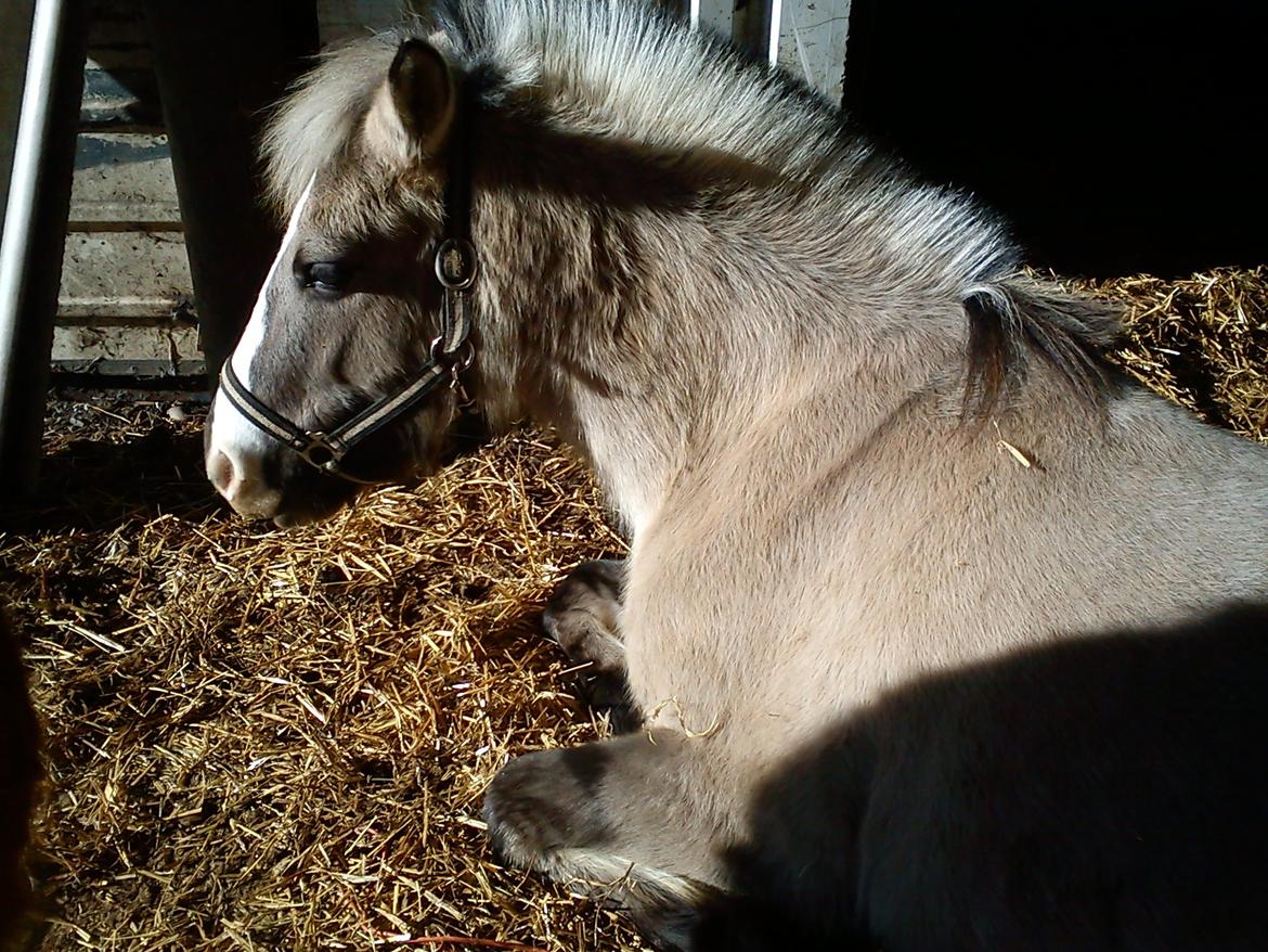 Anden særlig race Blakken - ''To me, horses and freedom are synonymous'' billede 8