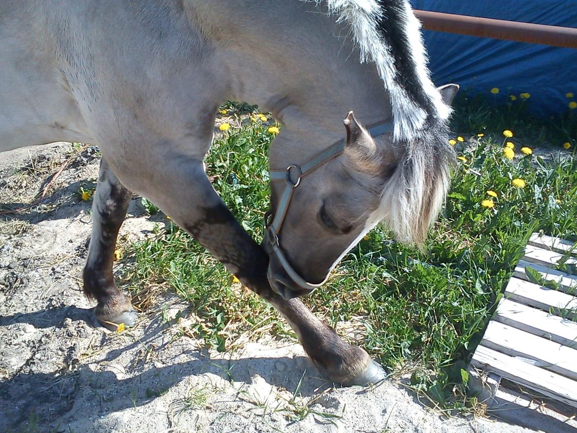 Anden særlig race Blakken - ''Uden hov, ingen hest!'' billede 17