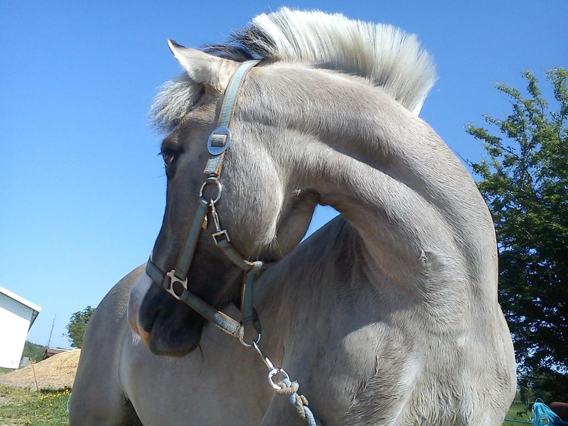 Anden særlig race Blakken - ''Hvis gud har skabt noget smukkere end hesten, har han beholdt det for sig selv''
 billede 18